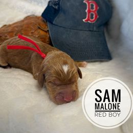 Sam Malone - Parti male Goldendoodle puppy in Harrisburg, Oregon from Dolly’s Doods