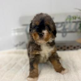 Miss Justice - Merle female Bernedoodle puppy in Hegins, Pennsylvania from Bubbling Springs Doodles, LLC