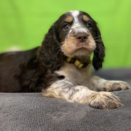 Camille - Liver white and tan female English Springer Spaniel puppy in Crawford, Tennessee from Lilly Lane Spaniels