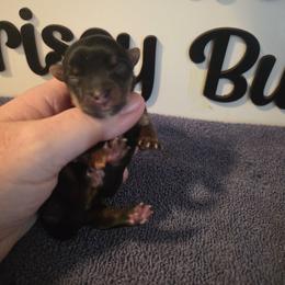 Boy 7 - Black and tan male Yorkshire Terrier puppy in Clermont, Florida from Bella's Prissy Butts