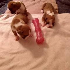 Boxer Puppies from Classic Boxers