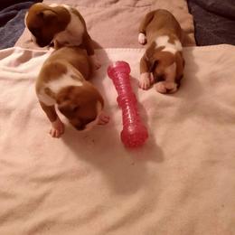 Boxer Puppies from Classic Boxers