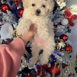 Tinsel - Cream female Poodle puppy in Yellville, Arkansas from Ozark Mountain Doodles & Pugs