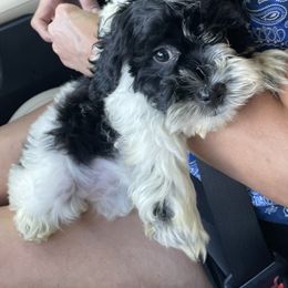 Bella - Cockapoo