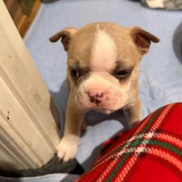 Chilkoot - Blue male Boston Terrier puppy in Monroe, Washington from Nordkyn Boston Terriers