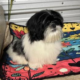 AKC Willow - Black and white female Shih Tzu puppy in Elgin, South Carolina from Silver Bells Paw Prints