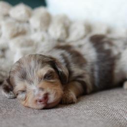Biscuit -AKC 5500 - Dapple male Dachshund puppy in Krum, Texas from Tired Chef Dachshunds