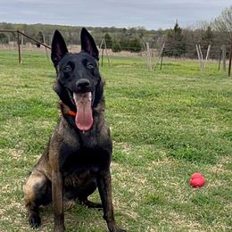 Mya - Belgian Malinois