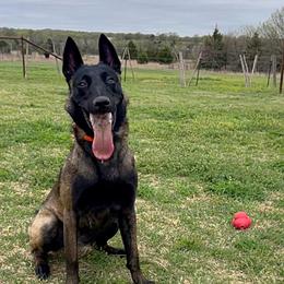 Mya - Belgian Malinois