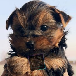 Yorkshire Terrier puppies from Blissful_Yorkies