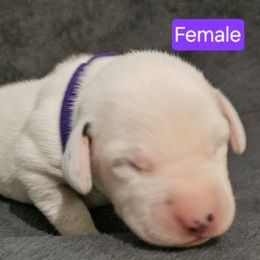 Purple - White and black female Dalmatian puppy in Adamstown, Maryland from Sprinkled with Hearts Dalmatians