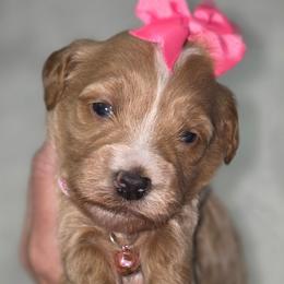 Athena Pink Collar Girl - Red  female Goldendoodle puppy in Vernon, Texas from Sugarland's Texas Goldendoodles