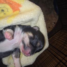 Snickers - Black and tan male Chihuahua puppy in Mills River, North Carolina from Chosen Chihuahuas