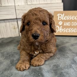 Daisy's Red Collar Boy 2150.00 - Red  male Goldendoodle puppy in Alvin, Texas from JP Southern Doodles