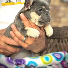 Bulldog and French Bulldog Puppies from Kansas Grand St English & French Bulldogs
