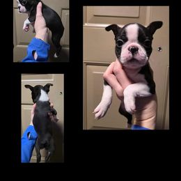 Girl 2 - Black brindle and white female Boston Terrier puppy in Denver, Colorado from Diamonds In The Ruff Boston Terriers