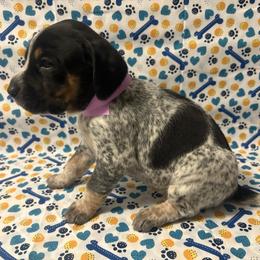 Girl 1 - Blue ticked and tan female Bluetick Coonhound puppy in Mount Pleasant, Texas from Harmons Hounds