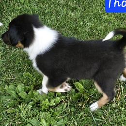 Old Time Scotch Collie Puppies from Ashgrove Farm