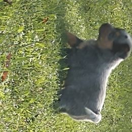 Australian Cattle Dog Puppies from Cindy McKinney's Australian Cattle Dogs