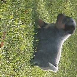 Australian Cattle Dog Puppies from Cindy McKinney's Australian Cattle Dogs