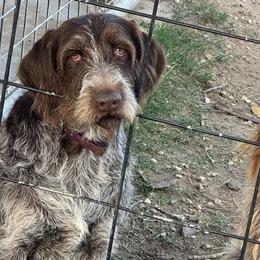 Labrador Retrievers and Wirehaired Pointing Griffons from Tombstone Kennels
