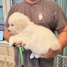Ms. Lime - Light golden female Golden Retriever puppy in Crestview, Florida from Pushin’ Sand Goldens