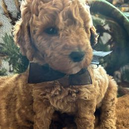 Poodle Puppies from Lisa Riley