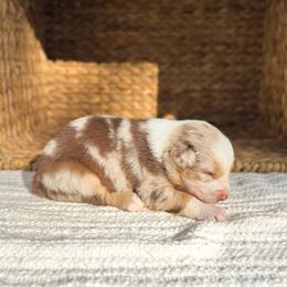 Parton - Red merle female Australian Shepherd puppy in Unionville, Iowa from Soap Creek Kennels