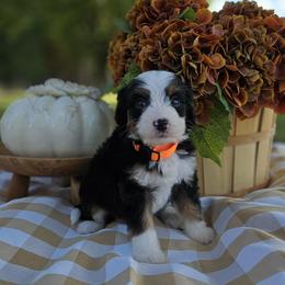 Hunter - Tri-color male Bernedoodle puppy in Russell Springs, Kentucky from 270 Doodles