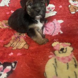 HOMER (2000) - Black and tan male Yorkipoo puppy in Gastonia, North Carolina from Precious pups dynasty kennel