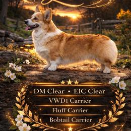 Lola - Pembroke Welsh Corgi