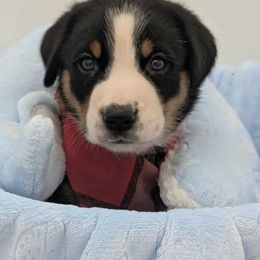 Boy 4 - Black, white and red male Greater Swiss Mountain Dog puppy in Hockessin, Delaware from Simply Swissies