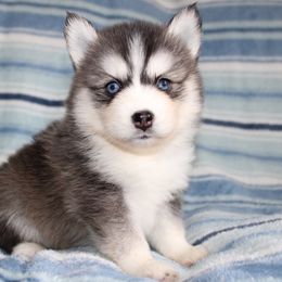 Bluey - Black and white female Pomsky puppy in Centerville, Iowa from LJ Kennels Pomskies, LLC