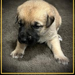 Yellow - Fawn female Anatolian Shepherd Dog puppy in Clark, Wyoming from Fyne Acres