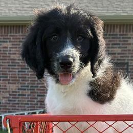 Jefferson - Black and white male Assorted Doodle Crosses puppy in Coweta, Oklahoma from Storybook Doodles