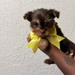 Ricky - Chocolate and tan male Yorkshire Terrier puppy in Jacksonville, Florida from TLJ Choco Yorkie Love