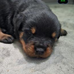 Diesel - Black and mahogany male Rottweiler puppy in Tangent, Oregon from Raya's Royals