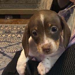 MILO - Piebald male Dachshund puppy in Elizabethtown, Kentucky from Teeny Tiny Puppy Tails