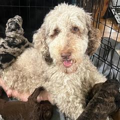 Double Doodles from Cold Creek Doodles