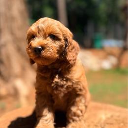 Thor - Red  male Goldendoodle puppy in Pollock Pines, California from Penny Lane’s Doodles