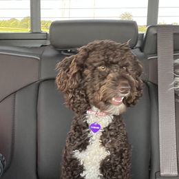 Miniature Schnauzer and Poodle All Grown Up from Farmer Brown's Puppies