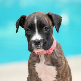 Victory (Tory) - Brindle female Boxer puppy in Georgia from Stephanie’s Boxers