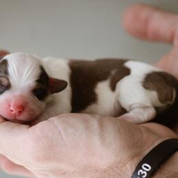 Mattie - Sable female Pembroke Welsh Corgi puppy in South Otselic, New York from Ridge Top Corgis