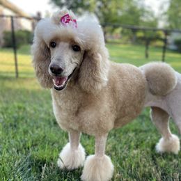 Stella - Poodle