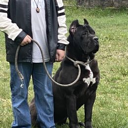 Grayling Dawn’s Nyx - Cane Corso