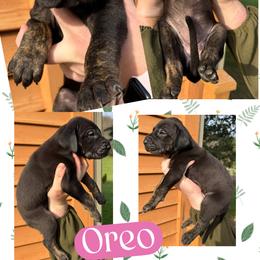 Oreo - Black female Great Dane puppy in Wellsville, New York from Prophecy Danes