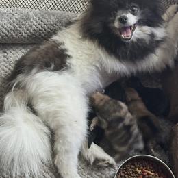 Nelli - Pomeranian