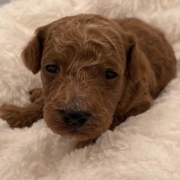 Max - Red  male Goldendoodle puppy in Kansas City, Kansas from Bella & Ivy’s Mini Goldendoodles of KC