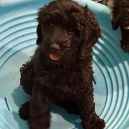 Maverick (light blue) - Black male Goldendoodle puppy in Ocala, Florida from Hancock Place Doodles