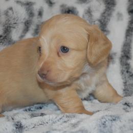 Bubbles - Red female Dachshund puppy in Texas from Sparkles & Spurs Mini Dachshunds